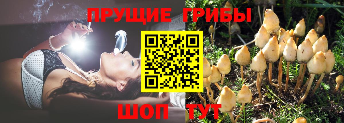 Псилоцибиновые грибы Psilocybe Кулебаки